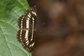 Image of common plain sailor butterfly on green leaves. Insect