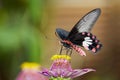 Image of Common Rose Butterfly on nature background. Insect