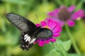 Image of Common Rose Butterfly on nature background. Insect Royalty Free Stock Photo