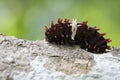 Image of Common rose caterpillar. Royalty Free Stock Photo