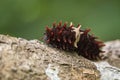 Image of Common rose caterpillar.