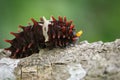 Image of Common rose caterpillar. Royalty Free Stock Photo