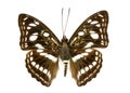 Image of Common Sailor Butterfly Neptis hylas