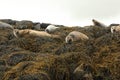 Image of common seals relaxing Royalty Free Stock Photo