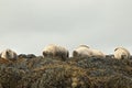 Image of common seals relaxing Royalty Free Stock Photo