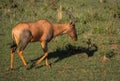 Common tsessebe on a grass field in Masai Mara