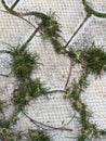 Image of concrete interlocking block with grass