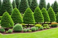 Coniferous plants in pots with a closed root for planting on your garden plot from the nursery. Gardening of