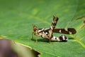 Image of Conjoined Spot Monkey-grasshopper female Royalty Free Stock Photo