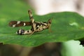 Image of Conjoined Spot Monkey-grasshopper female. Royalty Free Stock Photo