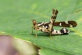 Image of Conjoined Spot Monkey-grasshopper female. Royalty Free Stock Photo