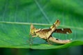 Image of Conjoined Spot Monkey-grasshopper female. Royalty Free Stock Photo