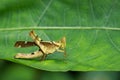 Image of Conjoined Spot Monkey-grasshopper female.