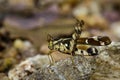 Image of Conjoined Spot Monkey-grasshopper female,