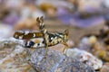 Image of Conjoined Spot Monkey-grasshopper female. Royalty Free Stock Photo