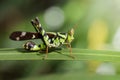 Image of Conjoined Spot Monkey-grasshopper male, Erianthus ser Royalty Free Stock Photo