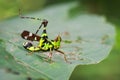 Image of Conjoined Spot Monkey-grasshopper male. Royalty Free Stock Photo