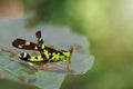 Image of Conjoined Spot Monkey-grasshopper male. Royalty Free Stock Photo