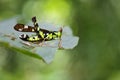 Image of Conjoined Spot Monkey-grasshopper male. Royalty Free Stock Photo