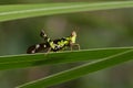 Image of Conjoined Spot Monkey-grasshopper male, Royalty Free Stock Photo