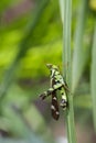 Image of Conjoined Spot Monkey-grasshopper male, Royalty Free Stock Photo