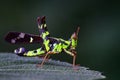 Image of Conjoined Spot Monkey-grasshopper male. Royalty Free Stock Photo