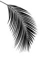 The image consists of Coconut leave shadow black lines, abstract Isolated background, The design is minimalistic and visually Royalty Free Stock Photo