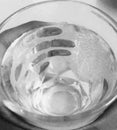 Crystal glass full of water | transparent fingerprint Black & White