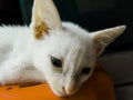 Poor white Cat | Sad White Cat | White Lonely Cat | Lying Down Cat