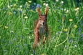 Squirrel in flowers