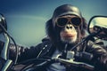 Image of cool chimpanzee monkey wearing sunglasses is riding a chopper motorcycle. Animal., Illustration, Generative AI