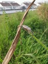 Coreid leaf footed bug climbing on the creeping weed plant. Royalty Free Stock Photo