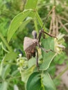 Coreid leaf footed bug climbing on the creeping weed plant. Royalty Free Stock Photo