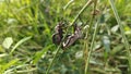 Coreid leaf footed bug climbing on the creeping weed plant. Royalty Free Stock Photo