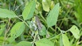 Coreid leaf footed bug climbing on the creeping weed plant. Royalty Free Stock Photo
