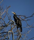 Cormorant perched in a tree