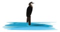 Image of cormorant, vector or color illustration