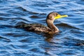 Cormorant at Myakka River State Park