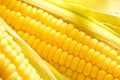 Image of Corn ears