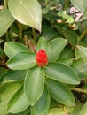 costus woodsonii Royalty Free Stock Photo