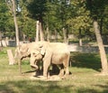 Image of couple of elephants in Targul Mures zoo. Royalty Free Stock Photo
