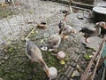 a couple of greylag geese in the caged fence.