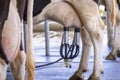 Image of cow milking facility, Milking cow with milking machine and mechanized milking equipment Royalty Free Stock Photo