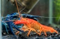 Black king cray fish in aquarium tank Royalty Free Stock Photo