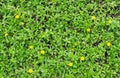 image of Creeping daisy in the garden. Royalty Free Stock Photo