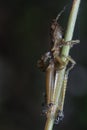 Crematogaster ants feeding on the dead grasshopper