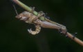 Crematogaster ants feeding on the dead grasshopper