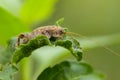 Image of cricket brown on green leaf. Insect.