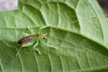 Image of cricket green on green leaves. Insect.