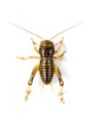 Image of cricket on white background., Insects.